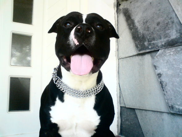 Amstaff - 