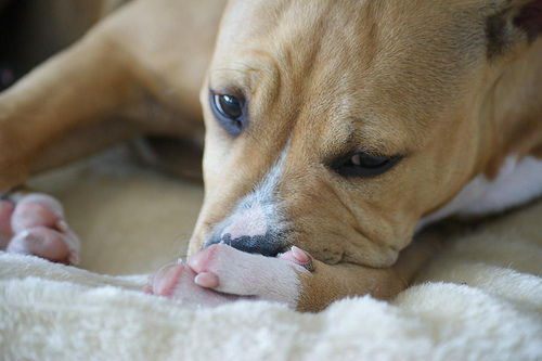 Amstaff - 