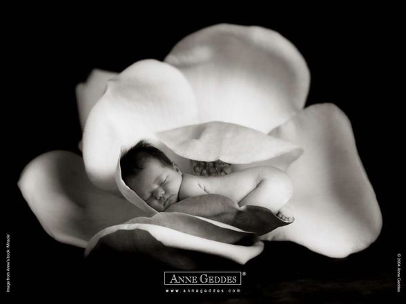 Anne Geddes - 