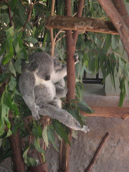 Koalas sind ja auch nur Menschen :) - 