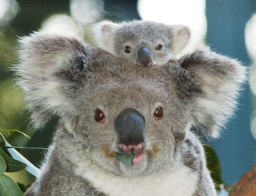 Koalas sind ja auch nur Menschen :) - 