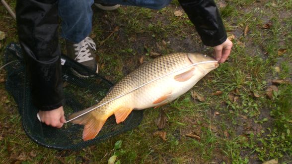 Karpfen Fischen - 