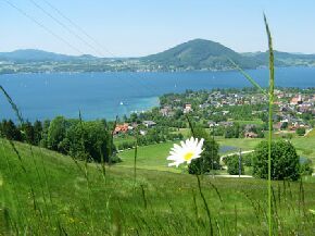 Weyregg am Attersee - 