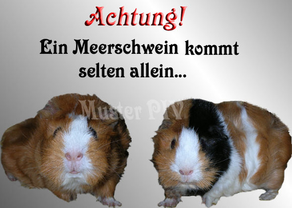 ...noch meer mehrschweinchenfotos - 