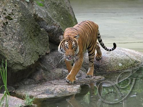 tiger - 