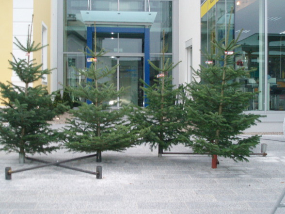 Christbaumverkauf 2007 - 