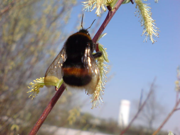 Frühling - 