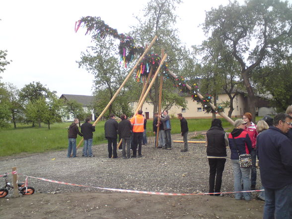 Maibaum - 