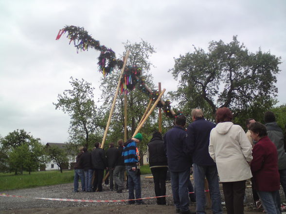 Maibaum - 