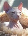 Katzen - 