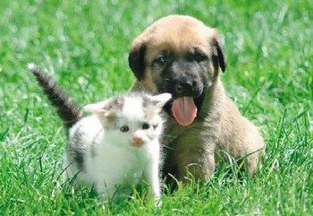 Dogs and Cats - 