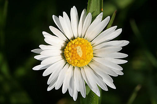 best of gänseblümchen - 