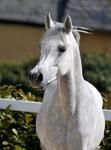 *Pferde* die schönsten Tiere der Welt!!! - 