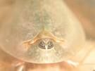 Triops - 