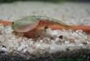 Triops - 