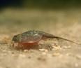 Triops - 