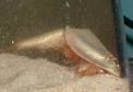 Triops - 