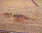 Triops - 