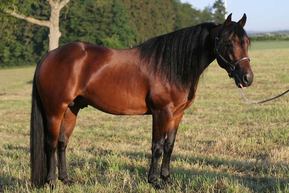 American Quarter Horse - 