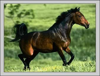 American Quarter Horse - 