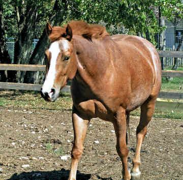 American Quarter Horse - 