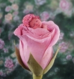 Anne Geddes - 