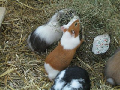 Meerschweinchen und Hasen - 