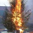 ___*burning tree*___ - 