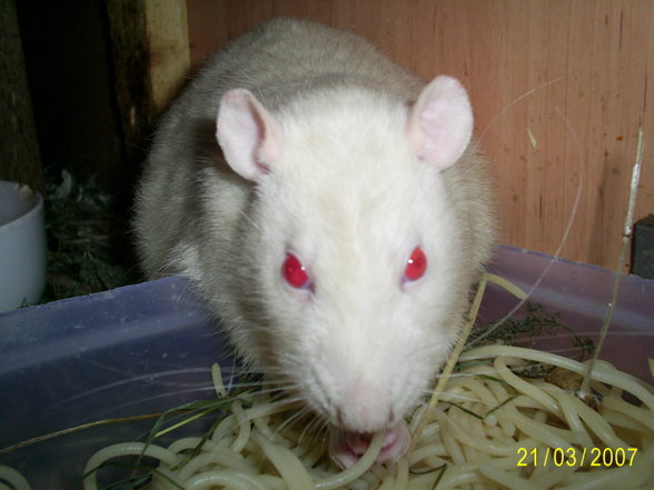 Meine Ratten - 