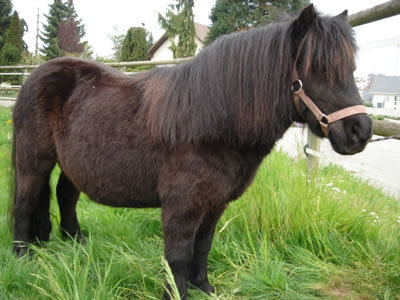 Shetlandponies - 