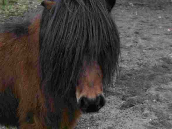 Shetlandponies - 