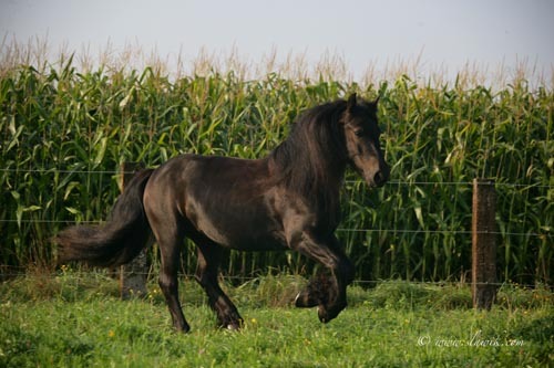 andere Ponyrassen - 