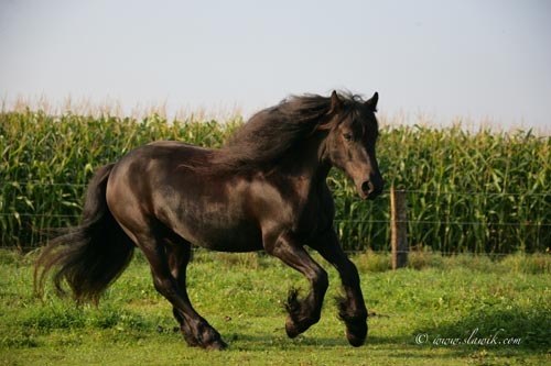 andere Ponyrassen - 