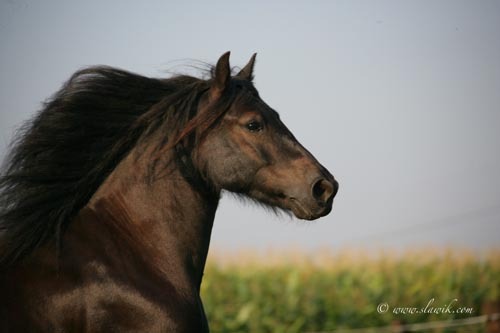 andere Ponyrassen - 