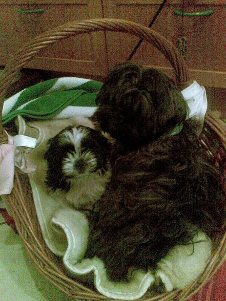 Shih-tzu - 