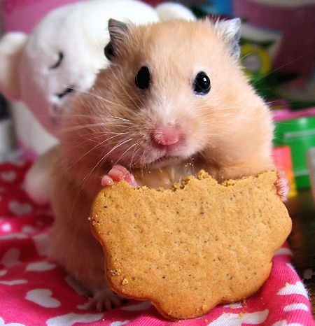 hamster - 