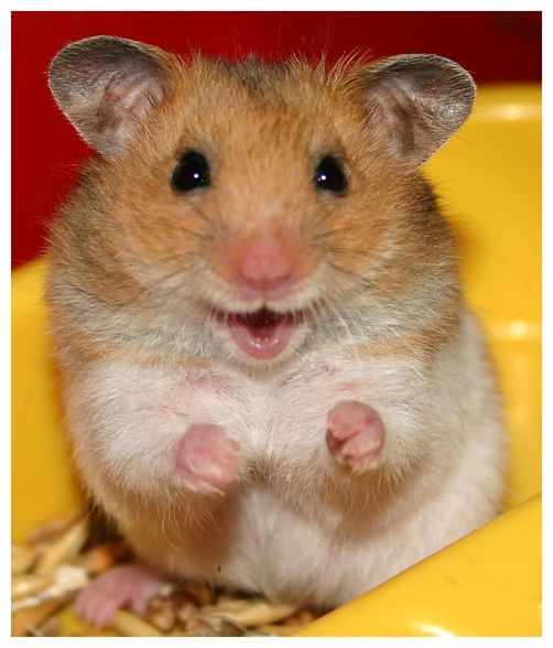 hamster - 