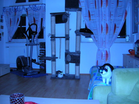 Dani´s Cats - 