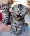 lachen - 