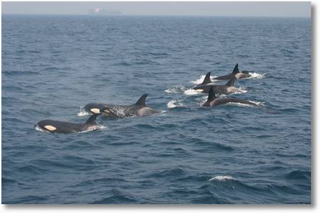 Orcas in der Antarktis - 