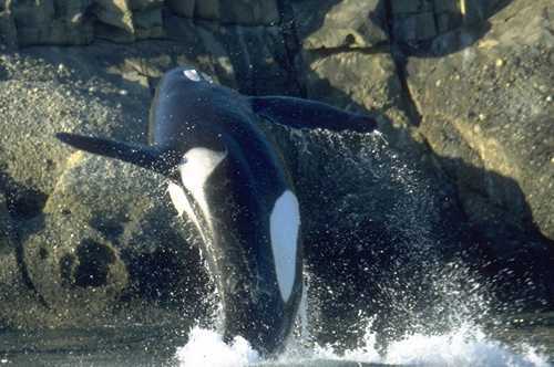 Orcas in der Antarktis - 