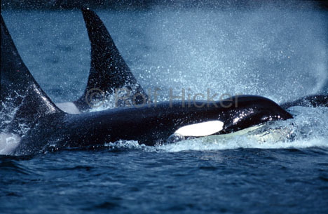 Orcas in der Antarktis - 