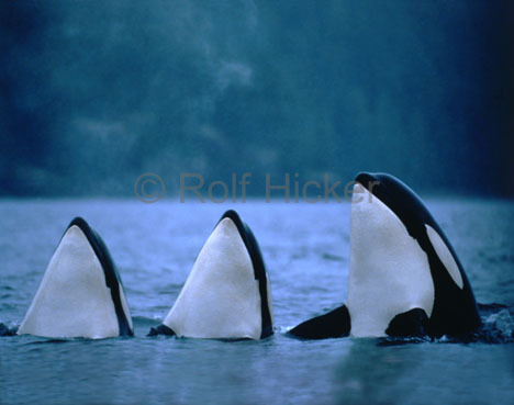 Orcas in der Antarktis - 