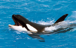 Orcas in Gefangenschaft !°!°!°! - 