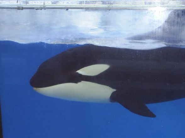 Orcas in Gefangenschaft !°!°!°! - 