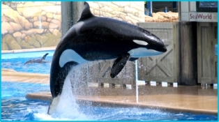 Orcas in Gefangenschaft !°!°!°! - 