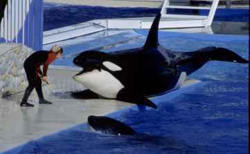 Orcas in Gefangenschaft !°!°!°! - 