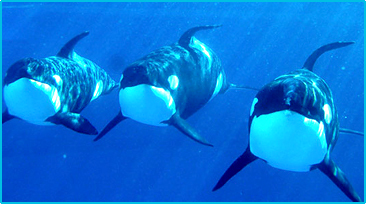 Orcas in Gefangenschaft !°!°!°! - 