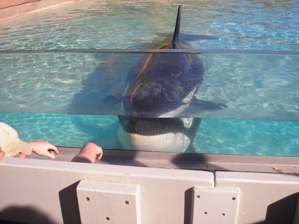 Orcas in beziehung zu ihren Trainern - 