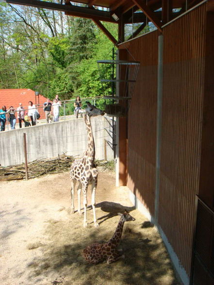 Tierpark Schmiding - 